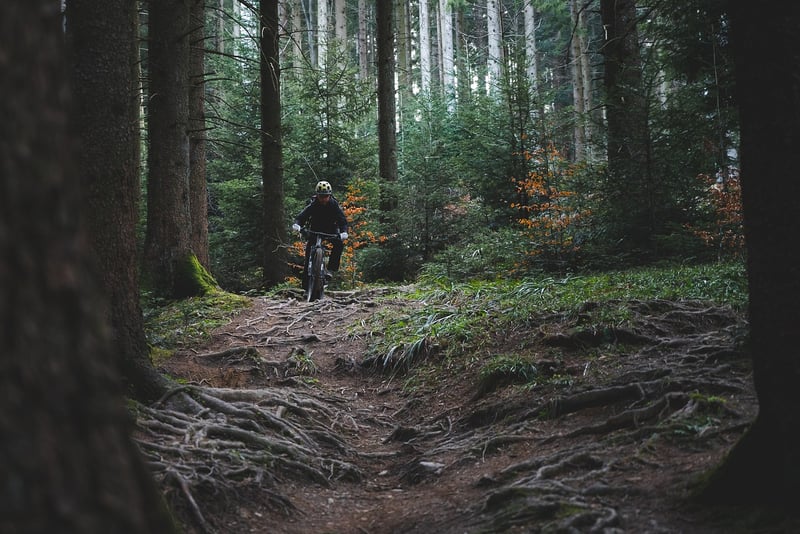 Forest Cycling